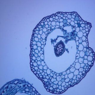 Selaginella Stem, c.s., 12 µm Microscope Slide