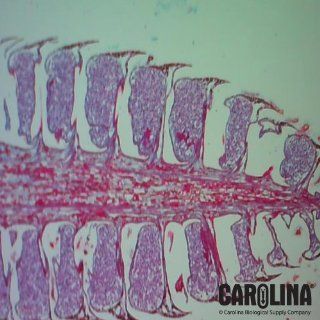 Pine Mature Staminate Cone, l.s., 12 µm Microscope Slide