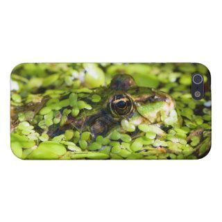 Edible Frog Pelophylax kl. Esculentus Cover For iPhone 5