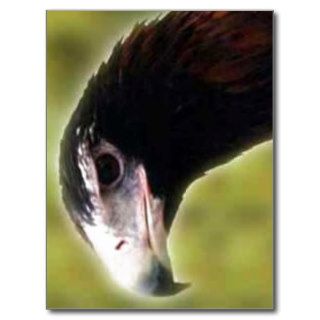 No higher resolution available. Eagle_closeup  Postcard