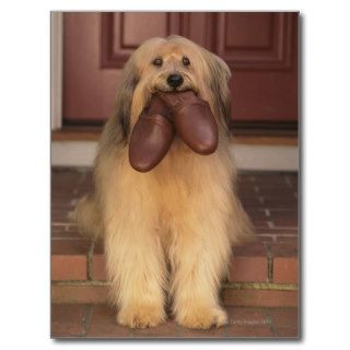 Shaggy Dog Fetching House Slippers Postcards