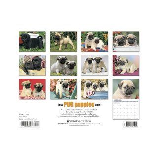 Just Pug Puppies (Just (Willow Creek)) Willow Creek Press 9781595437259 Books