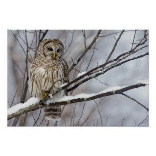 Barred Owl with a light snowfall Posters