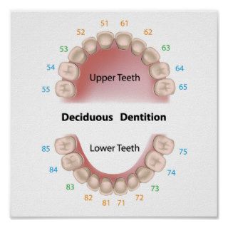 Deciduous dentition (baby teeth) poster