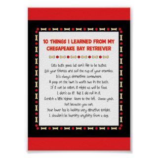 Funny Things Learned Chesapeake Bay Retriever Poster