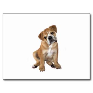 Engish Bulldog Puppy (#1) Postcards