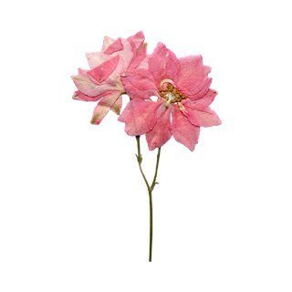 Greetings of Grace Pressed Flowers   Larkspur with stem (pink)   20 pack   Flowering Plants
