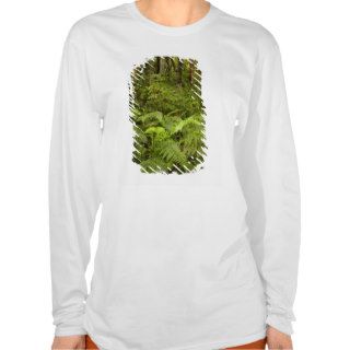 Ferns and native bush near Matai Falls, Catlins T Shirts