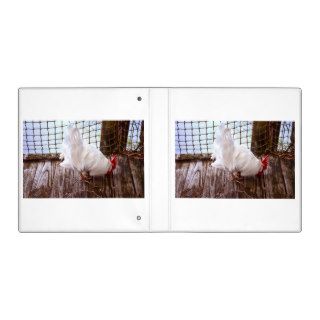 white rooster on dock eating 3 ring binders