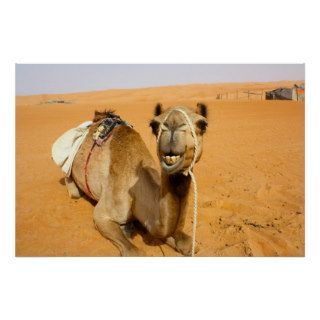 Funny Smiling Camel Poster