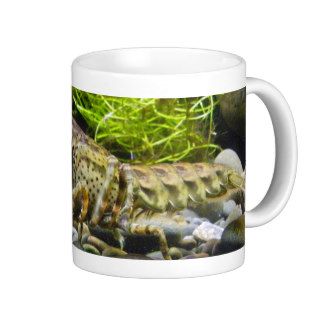 Freshwater crayfish mugs