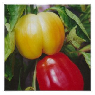 Red Bell Peppers Poster
