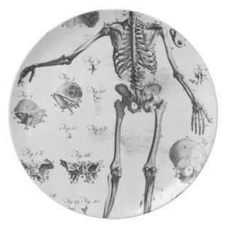 AnatomyThe Human Skeleton Frame Plate