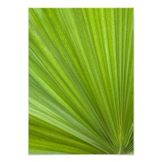 Tropical Green Palm Frond Posters