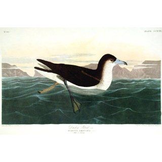 Art Dusky Petrel. "Birds of America" (Amsterdam Edition) (Pl. 299)  Lithography  John James Audubon