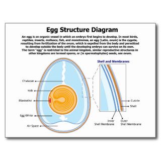 Biological Diagram of the Anatomy of an Egg Post Cards