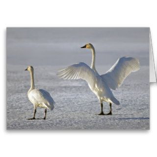 Tundra Swans (Cygnus columbianus) Greeting Card