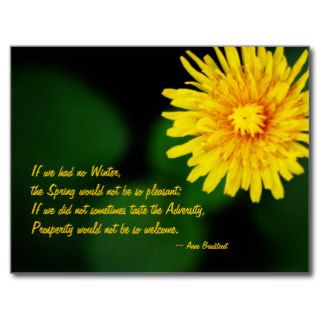 Dandelion Flower Anne Bradstreet Quote Postcard