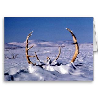 Caribou antlers in the snow cards