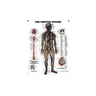 Peter Bachin Anatomical Chart Series   Nervous System  Prints  