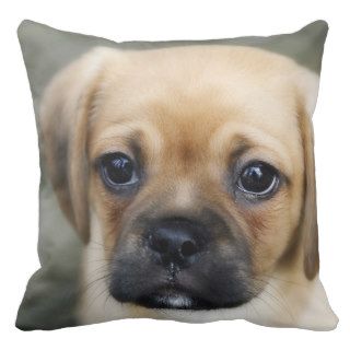 Pugalier Puppy Looking at Camera Pillows