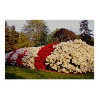 Red Mass of azalea bushes beautifies grounds flowe Posters