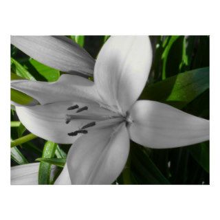 Angled Black and White Lily Poster