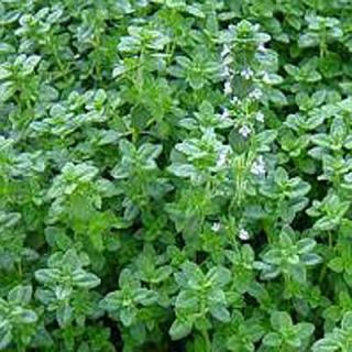 OnlinePlantCenter 3.5 in. English Thyme Culinary Herb Plant H3507CL