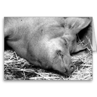 Sleeping Pig Black and White Photo   Blank Cards