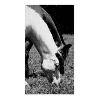 Black and white Small Horse Poster
