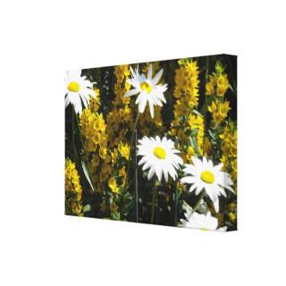 Bright White Daisies Gallery Wrapped Canvas