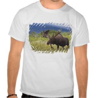 A large bull moose stands among willows t shirt