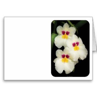 Orchid   Miltoniopsis   The Three Amigos Greeting Cards
