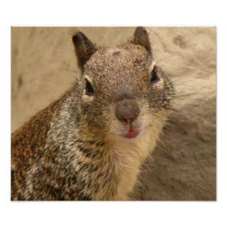 Smiling Squirrel Poster   Small