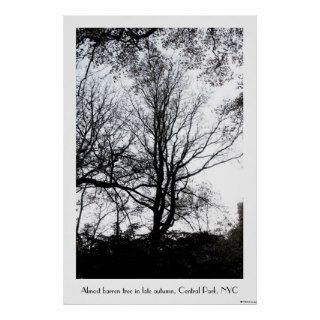 Central Park late autumn almost Barren Tree B&W Posters