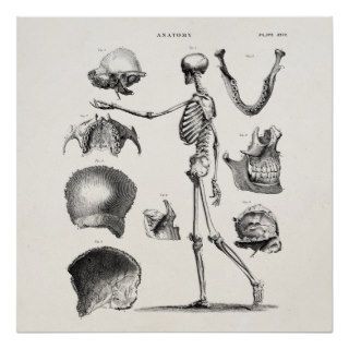 Vintage 1800s Skeleton Antique Anatomy Skeletons Posters
