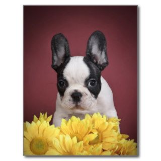 Frenchie   French bulldog puppy Post Card