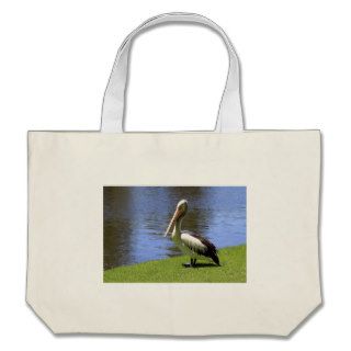 Australian Pelican along the River Torrens. Bags