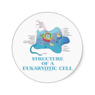 Structure Of A Eukaryotic Cell (Eukaryote) Round Sticker