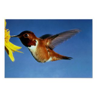 Rufous Hummingbird Wilflife Poster Prints
