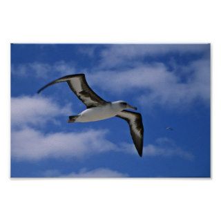 Laysan albatross flying in air poster