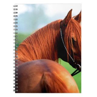 horse heres looking at you kid arabian spiral notebook