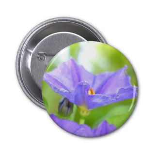 Solanum rantonnetii   Royal Robe Pins