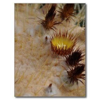 Golden Barrel Cactus Close Up Post Card