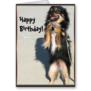 Happy birthday Chihuahua greeting card