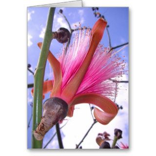Bombax Tree Blossom Cards