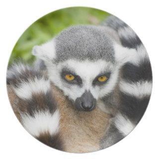 Cute Lemur Stripey Tail Dinner Plates