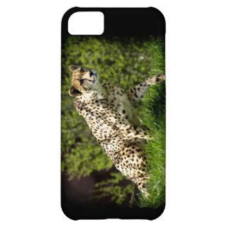 Cheetah Wild Cat Animal Lover iPhone Case Cover For iPhone 5C