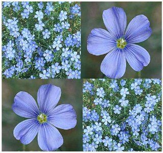 1, 500 BLUE FLAX Flower Seeds LEWIS FLAX Attracts BIRDS & BUTTERFLY ~ PERENNIAL ~  Flowering Plants  Patio, Lawn & Garden