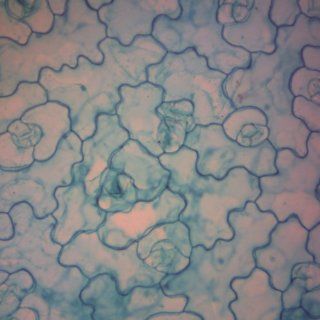 Monocot and Dicot Leaf Epidermis, w.m. Microscope Slide